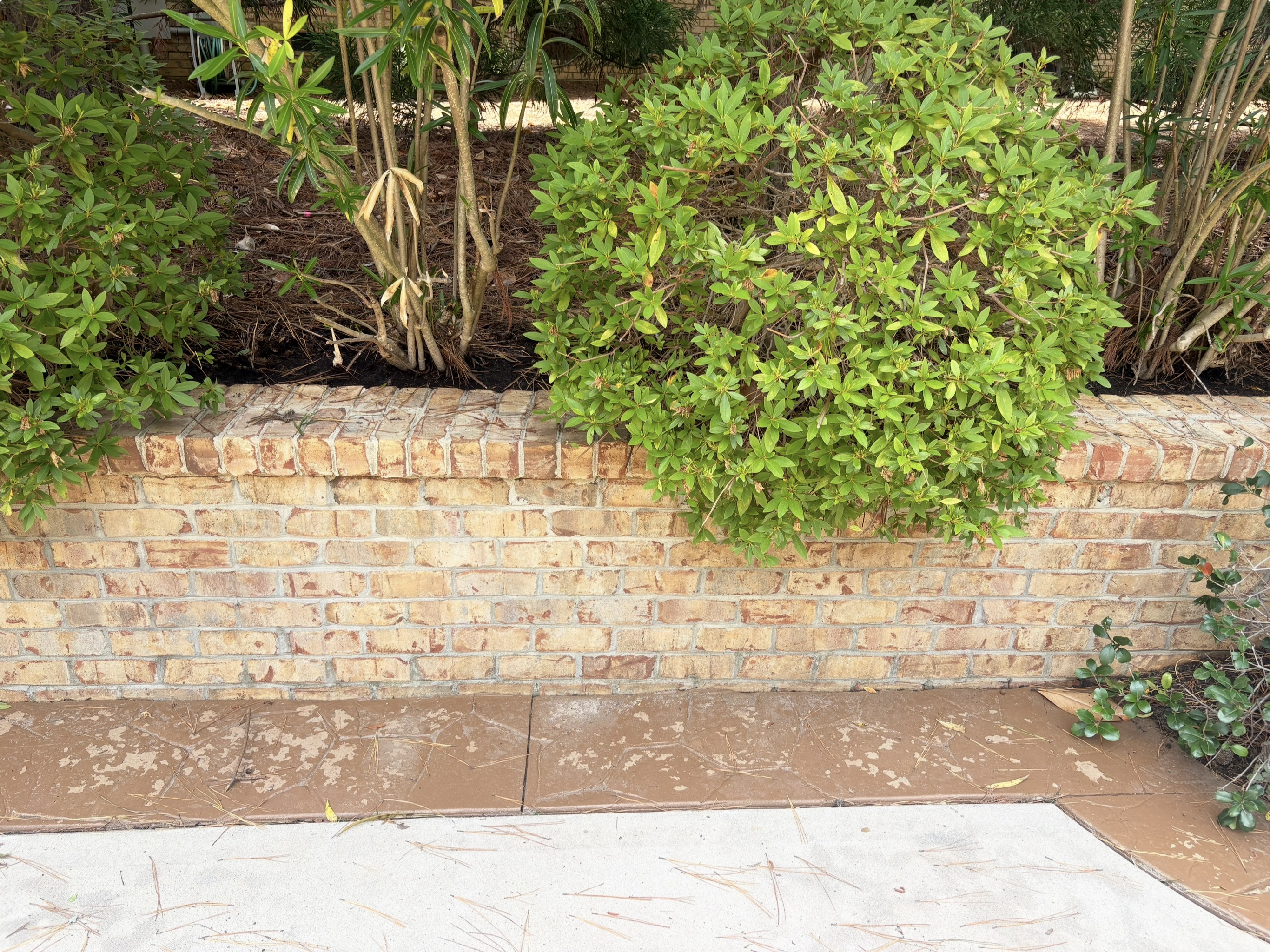 Clean brick wall and walkway after pressure washing